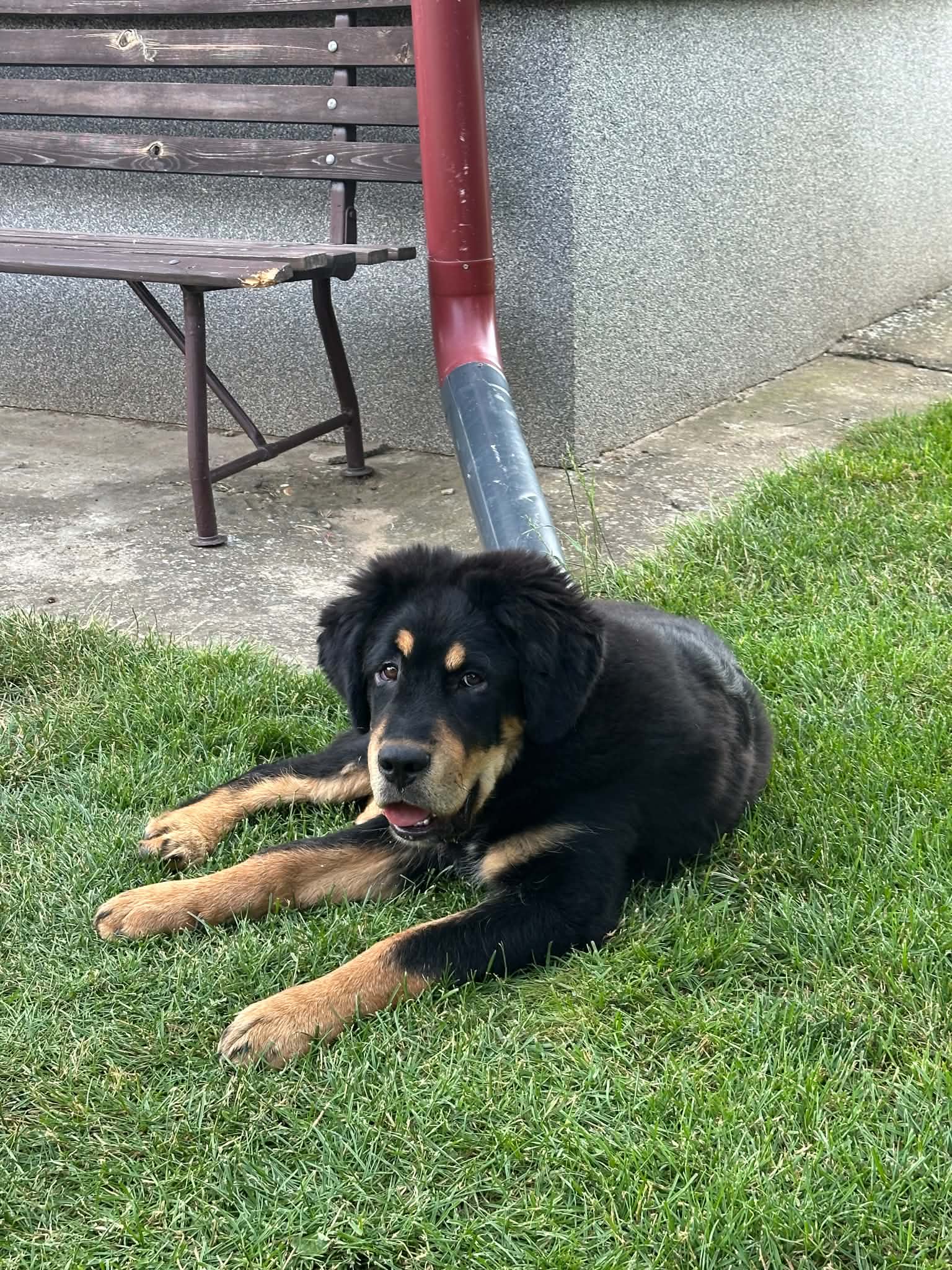 Cora