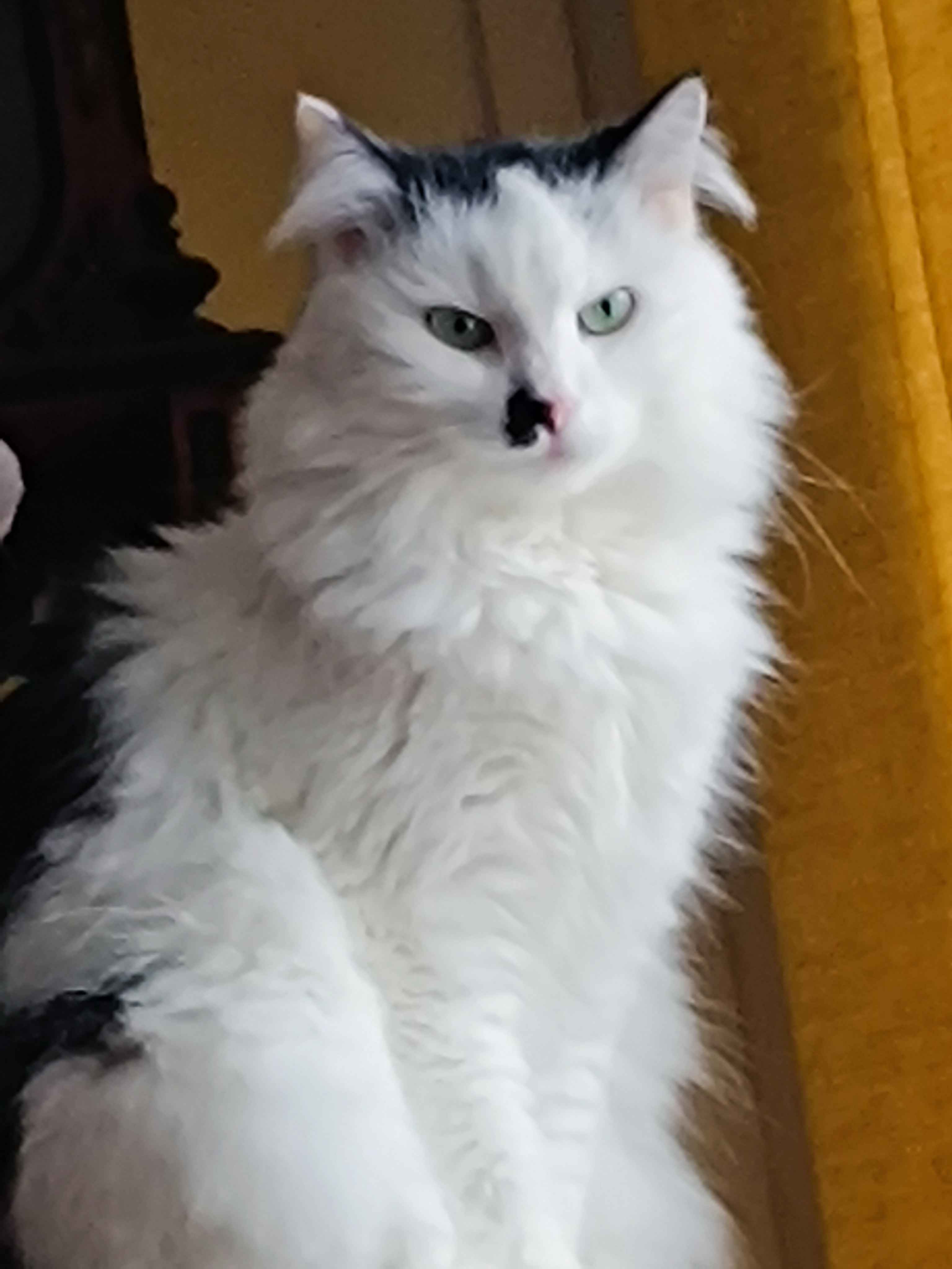 Smokie