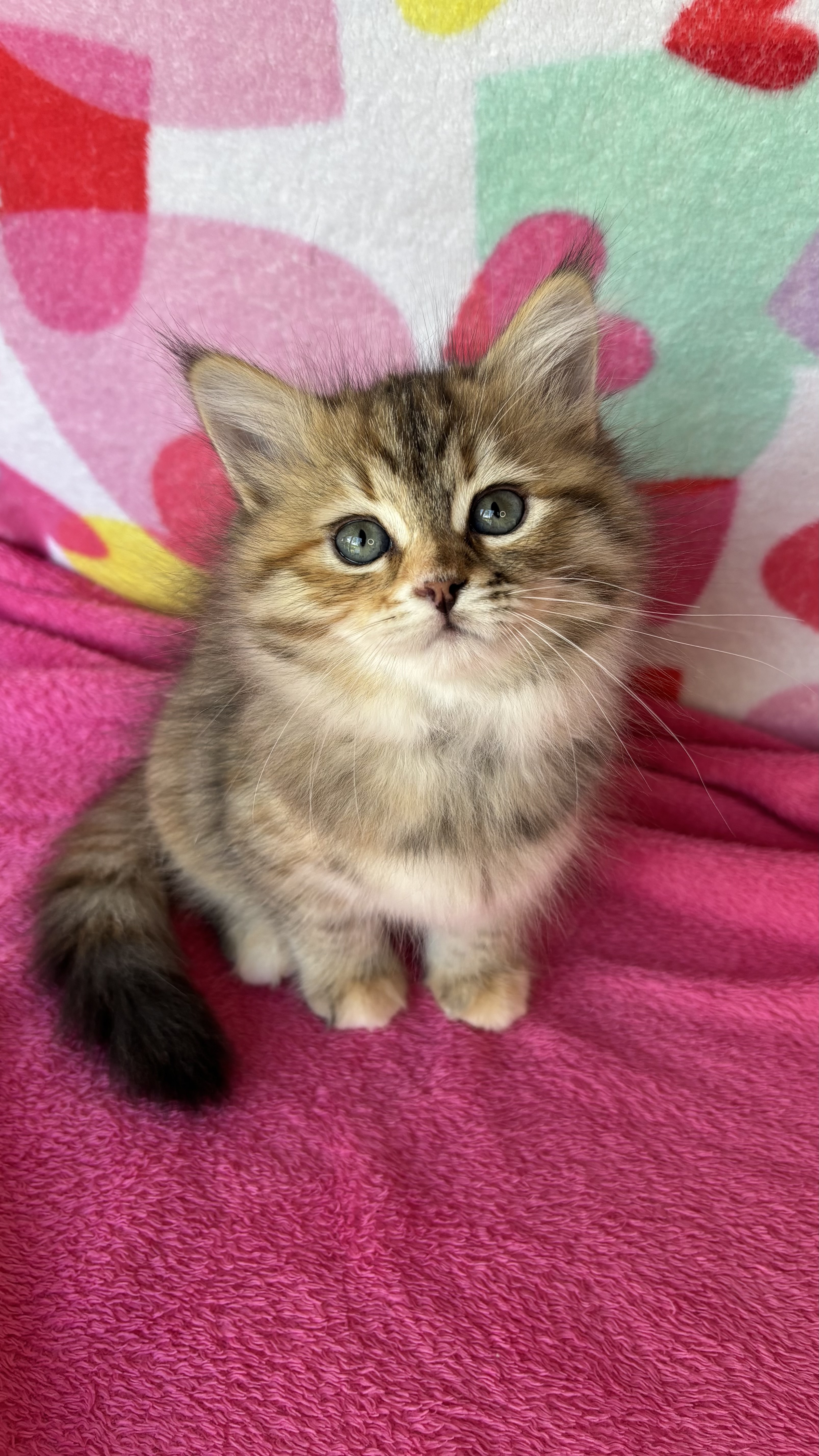 Bellatrix