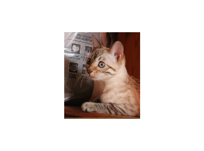 Theodor