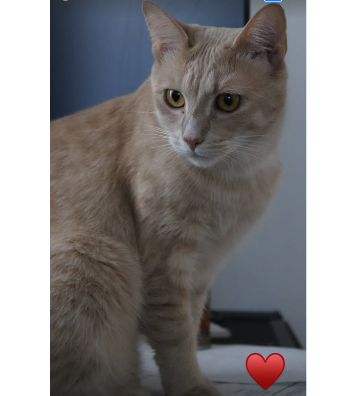 Annie