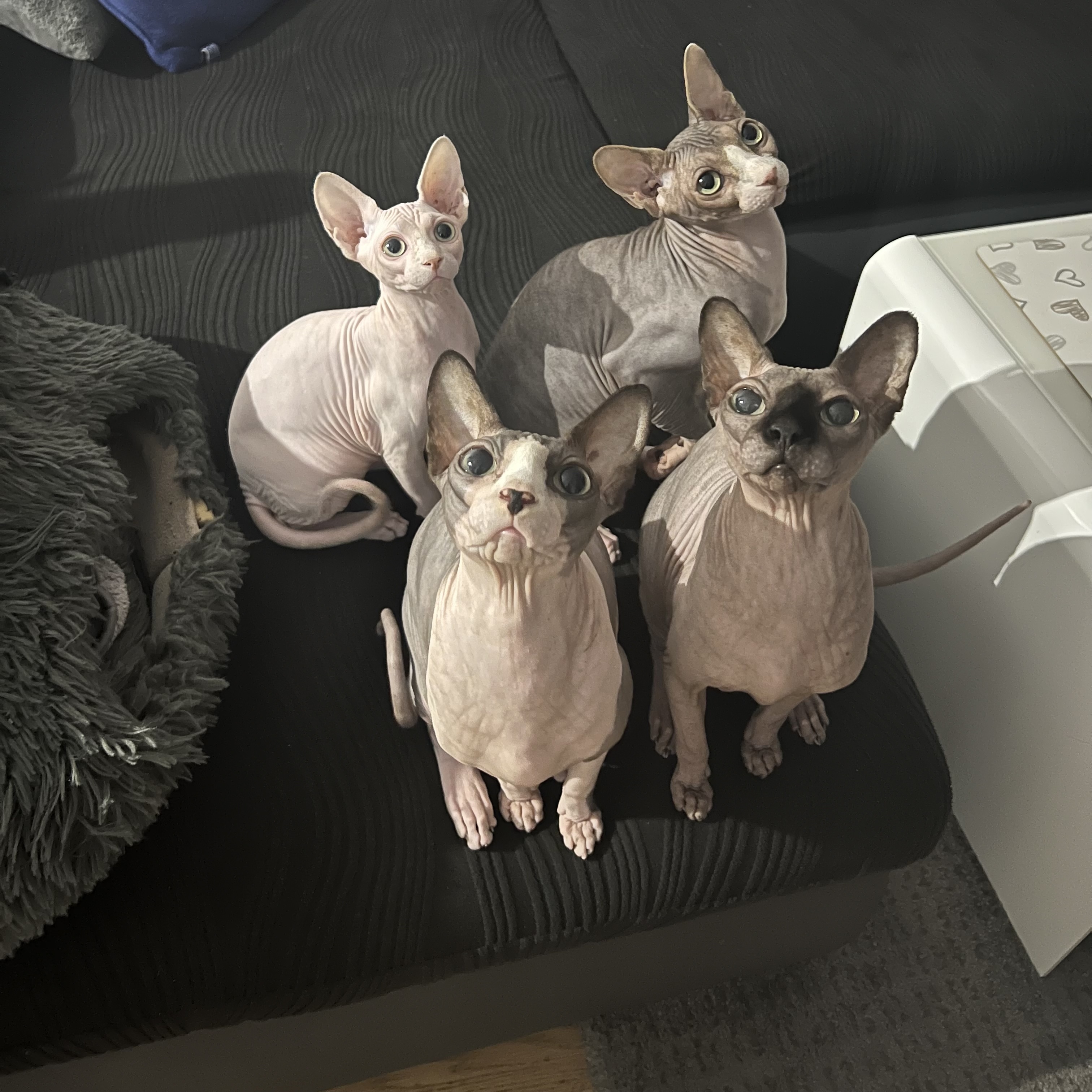 Cattery Candies